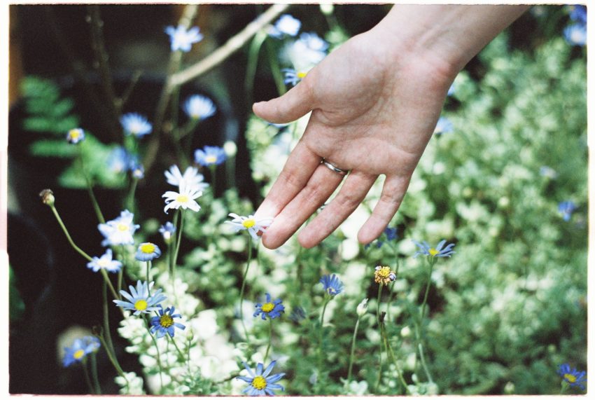 close up of woman touching grecian windflowers in a garden